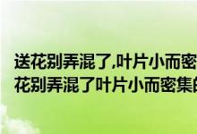 送花别弄混了,叶片小而密集的是玫瑰还是月季月季玫瑰（送花别弄混了叶片小而密集的是玫瑰还是月季）