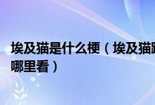 埃及猫是什么梗（埃及猫跳舞原视频网站 埃及猫跳舞原版在哪里看）