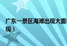 广东一景区海滩出现大面积死鱼（此类现象并不是第一次出现）