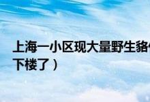 上海一小区现大量野生貉什么情况（现场图片居民吓得不敢下楼了）