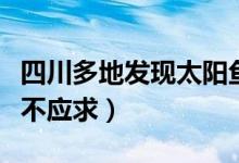 四川多地发现太阳鱼入侵（太阳鱼肉质鲜美供不应求）