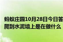 蚂蚁庄园10月28日今日答案大全（雨后有时会看到不少蜗牛爬到水泥墙上是在做什么）