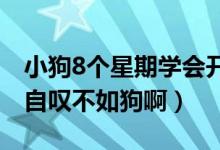 小狗8个星期学会开车什么情况（网友说真的自叹不如狗啊）