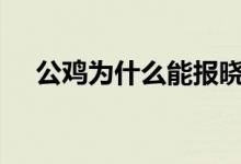 公鸡为什么能报晓（蚂蚁庄园10月9日）