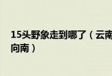 15头野象走到哪了（云南野象最新消息,15头北上象群掉头向南）