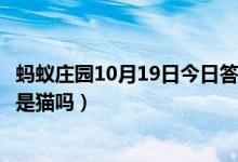 蚂蚁庄园10月19日今日答案大全（我们经常饲养的宠物龙猫是猫吗）