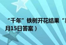 “千年”铁树开花结果“果”能生食吗（蚂蚁新村小课堂11月15日答案）