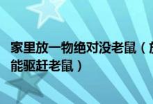 家里放一物绝对没老鼠（放什么东西老鼠不敢来 屋里喷什么能驱赶老鼠）