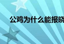 公鸡为什么能报晓（蚂蚁庄园10月9日）