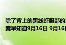 除了背上的黑线虾腹部的黑线需要去掉吗（蚂蚁庄园今日答案早知道9月16日 9月16日今日蚂蚁庄园答案最新）