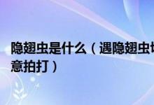 隐翅虫是什么（遇隐翅虫切勿直接拍打 飞虫落身上也不要随意拍打）