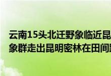 云南15头北迁野象临近昆明 新闻（云南象群北迁最新消息：象群走出昆明密林在田间踩踏）