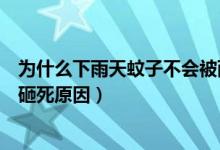 为什么下雨天蚊子不会被雨滴砸死（下雨天蚊子不会被雨滴砸死原因）