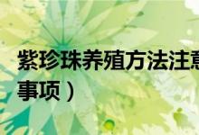 紫珍珠养殖方法注意（紫珍珠养殖方法及注意事项）