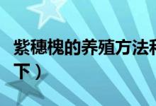 紫穗槐的养殖方法和注意事项（给大家介绍一下）