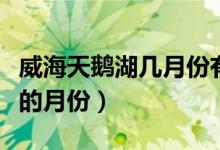 威海天鹅湖几月份有天鹅（威海天鹅湖有天鹅的月份）