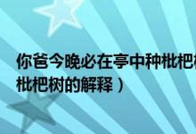 你爸今晚必在亭中种枇杷树什么意思（你爸今晚必在亭中种枇杷树的解释）