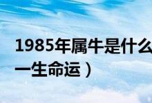 1985年属牛是什么命（出生1985年属牛人的一生命运）