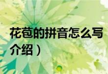 花苞的拼音怎么写（关于花苞的拼音怎么写的介绍）