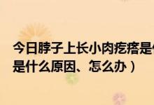 今日脖子上长小肉疙瘩是什么原因图片（脖子上长小肉疙瘩是什么原因、怎么办）