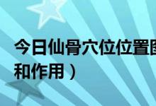 今日仙骨穴位位置图和作用（仙骨穴位位置图和作用）