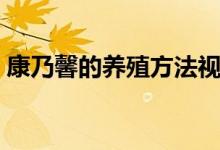 康乃馨的养殖方法视频（康乃馨的养殖方法）