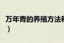 万年青的养殖方法和浇水（万年青的养殖方法）