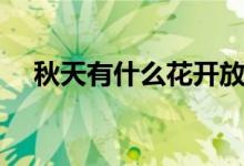 秋天有什么花开放（秋天有哪些花开放）