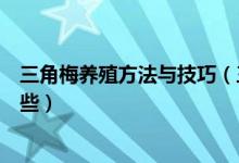 三角梅养殖方法与技巧（三角梅的养殖方法和注意事项有哪些）