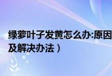 绿萝叶子发黄怎么办:原因及处理技巧（绿萝叶子发黄的原因及解决办法）