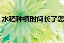 水稻种植时间长了怎么补救（水稻种植时间）