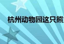 杭州动物园这只熊火了具体详情是什么呢