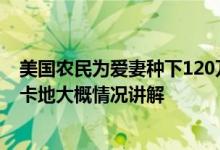 美国农民为爱妻种下120万株向日葵该向日葵田已成游客打卡地大概情况讲解