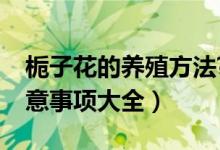 栀子花的养殖方法?（栀子花的养殖方法和注意事项大全）