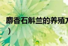 麝香石斛兰的养殖方法（盆栽石斛兰养殖方法）