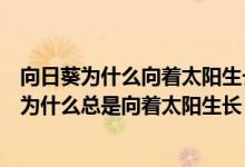 向日葵为什么向着太阳生长秒懂百科世界如此简单（向日葵为什么总是向着太阳生长）