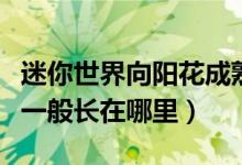 迷你世界向阳花成熟的样子（迷你世界向阳花一般长在哪里）