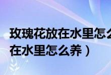 玫瑰花放在水里怎么养才不会枯萎（玫瑰花放在水里怎么养）