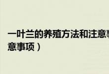 一叶兰的养殖方法和注意事项 盆栽（一叶兰的养殖方法和注意事项）