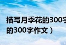 描写月季花的300字作文怎么写（描写月季花的300字作文）