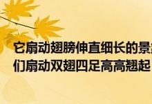 它扇动翅膀伸直细长的景象从内心发出一个快乐的声音（它们扇动双翅四足高高翘起）