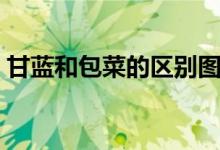 甘蓝和包菜的区别图片（甘蓝和包菜的区别）