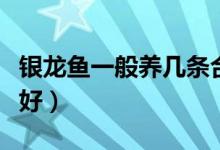 银龙鱼一般养几条合适（银龙鱼吃什么饲料最好）