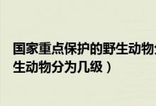 国家重点保护的野生动物分为哪几个级别（国家重点保护野生动物分为几级）