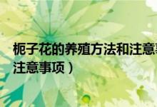 枙子花的养殖方法和注意事项有哪些（枙子花的养殖方法和注意事项）