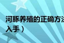 河豚养殖的正确方法（初次养殖者可以从这里入手）