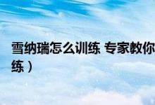 雪纳瑞怎么训练 专家教你如何训练雪纳瑞（雪纳瑞要如何训练）