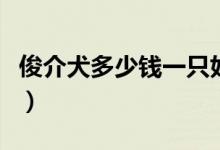 俊介犬多少钱一只好养吗（俊介犬多少钱一只）