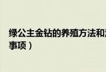 绿公主金钻的养殖方法和注意事项（金钻的养殖方法和注意事项）