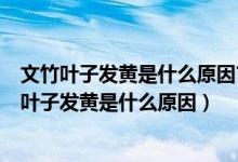 文竹叶子发黄是什么原因?文竹怎么养才能枝繁叶茂?（文竹叶子发黄是什么原因）